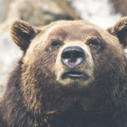 bear bear