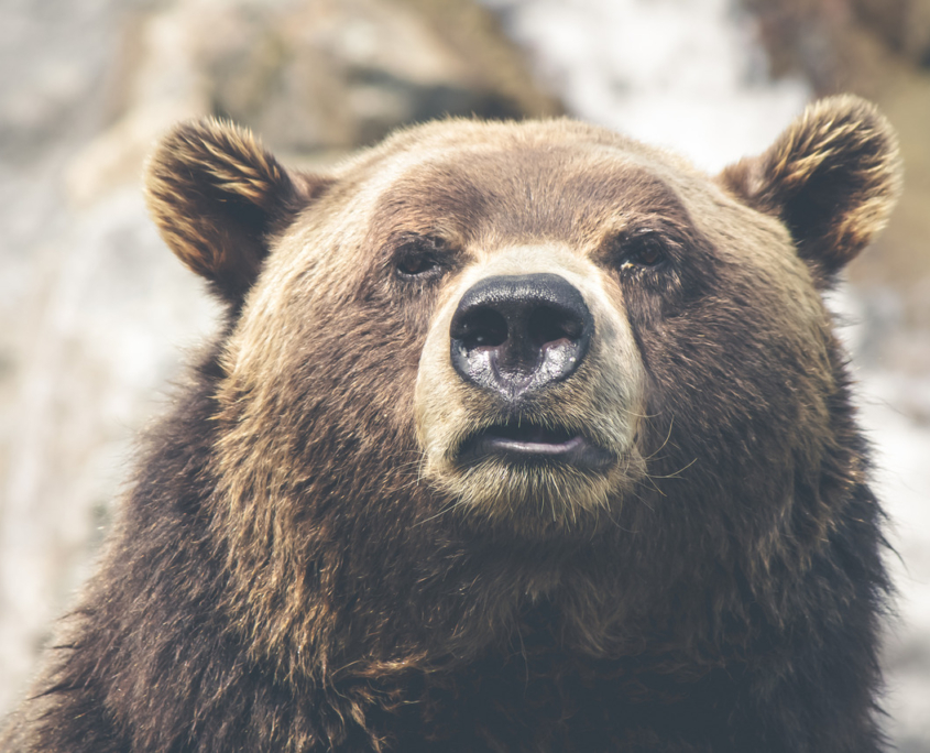 bear bear